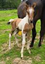 Poulain paint horse 