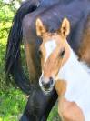 Poulain paint horse 