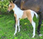Poulain paint horse 