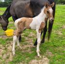 Poulain paint horse 