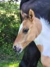Poulain paint horse 