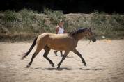 Poney B de sport