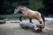 Poney B de sport