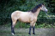 Poney B de sport