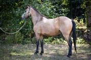 Poney B de sport