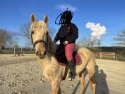 Jument palomino 