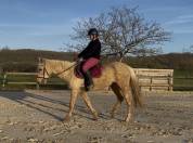 Jument palomino 