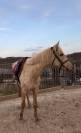 Jument palomino 