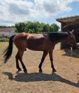 Vends tr&egrave;s Grand et beau cheval trotteur de r&eacute;forme 