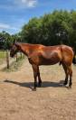 Vends tr&egrave;s Grand et beau cheval trotteur de r&eacute;forme 