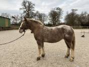 Ponette polyvalente 