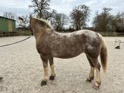 Ponette polyvalente 