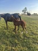Filly Origin Recorded For sale 2026 Chesnut
