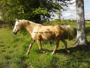 Exceptionnel &eacute;talon reproducteur &ndash; Palomino Or &ndash; Mental