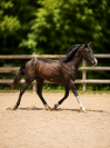 Hongre paint 2 ans 