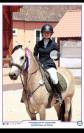 Jument Welsh D class&eacute;e CCE P2/P1 et CSO