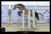 Etalon Connemara 4 ans Buckskin approuv&eacute; Co