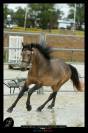Etalon Connemara 4 ans Buckskin approuv&eacute; Co