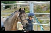 Etalon Connemara 4 ans Buckskin approuv&eacute; Co