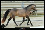 Etalon Connemara 4 ans Buckskin approuv&eacute; Co