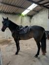 Magnifique Ponette Connemara taille D polyvalente
