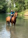 Demi-pension cheval KWPN