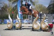 Mare Selle Fran&ccedil;ais For sale 2019 Liver chestnut