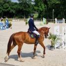 Mare Selle Fran&ccedil;ais For sale 2019 Liver chestnut