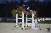 Mare Selle Fran&ccedil;ais For sale 2019 Liver chestnut