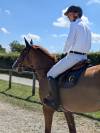 Mare Selle Fran&ccedil;ais For sale 2019 Liver chestnut