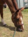 Mare Selle Fran&ccedil;ais For sale 2019 Liver chestnut