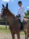 Mare Selle Fran&ccedil;ais For sale 2019 Liver chestnut