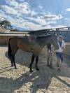 Top 145 Mare for Amateur, Juniors & Young Riders