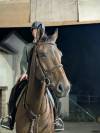 Top 145 Mare for Amateur, Juniors & Young Riders