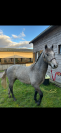 Poney Connemara 