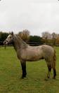 Poney Connemara 