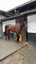 &Agrave; vendre cheval de 6 ans 