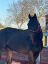&Agrave; vendre cheval de 6 ans 