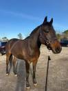 &Agrave; vendre cheval de 6 ans 