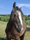 Irish cob smocky black 