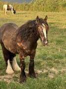 Irish cob smocky black 