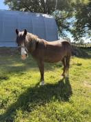 Poney OC typ&eacute; Welsh et/ou sa m&egrave;re 