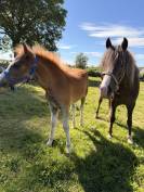 Poney OC typ&eacute; Welsh et/ou sa m&egrave;re 