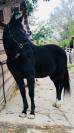 Cheval Pur Sang arabe crois&eacute; Selle fran&ccedil;ais