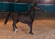 Cheval Pur Sang arabe crois&eacute; Selle fran&ccedil;ais