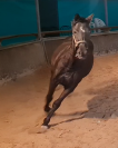 Cheval Pur Sang arabe crois&eacute; Selle fran&ccedil;ais