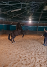 Cheval Pur Sang arabe crois&eacute; Selle fran&ccedil;ais