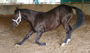 Cheval Pur Sang arabe crois&eacute; Selle fran&ccedil;ais