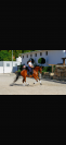 Caballo hispano&aacute;rabe 
