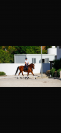 Caballo hispano&aacute;rabe 